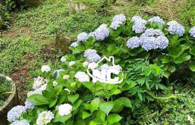 Imagem 9: Sítio com 136.000m2 e 2 casas à venda, por R$ 600.000 - Duas Barras/RJ