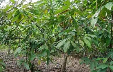 Imagem: O terreno possui 500.000m² de Área e está localizado em