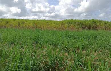 Imagem 4: Vende-se lote. 32.000m² de Área