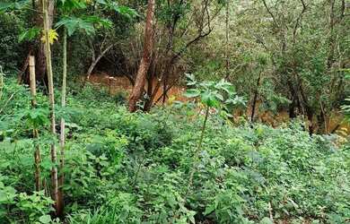 Imagem: O terreno possui 2.300m² de Área e está localizado em Couto