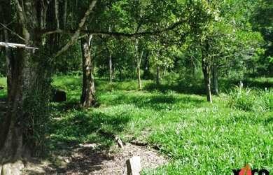 Imagem 2: Sítio / Chácara para Venda em Nova Petrópolis, Linha Temerária