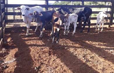 Imagem 16: Fazenda 53 Alqueires 20 km Niquelândia Goiás