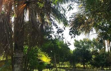 Imagem 8: Vende-se Propriedade Rural - AM-352, Km 42 - Novo Airão/AM