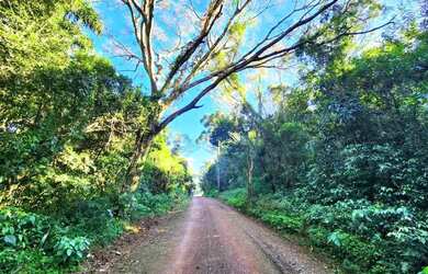 Imagem 10: Sítio / Chácara para Venda em Nova Petrópolis, Pinhal Alto
