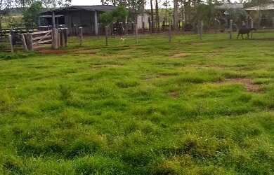 Imagem 4: É Terra Demais Meu Deus Fazenda à Venda no Sul Do Pará - 950 alqueirões