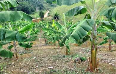 Imagem 4: Vendo maravilhosa fazenda no município de itiuba