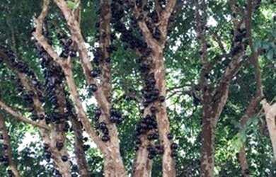 Imagem: A casa em condomínio possui 4 Dormitórios, 5 Banheiros, 4