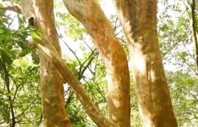 Imagem 14: Sitio - Bairro Linha 28. 160m² de Área