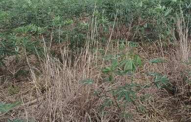 Imagem: O terreno possui 5.000m² de Área e está localizado em Ceilândia