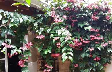 Imagem 5: Casa de condomínio em Cotia - venda por R$ 790.000 ou aluguel por R$...