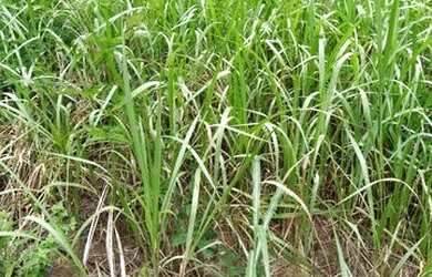 Imagem 3: Vende-se terreno. 500.000m² de Área