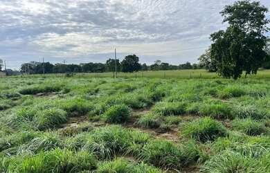 Imagem 8: FAZENDA EM BURITIZEIRO MG NA BEIRA DO RIO SÃO FRANCISCO FORMADA E COM...