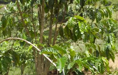 Imagem 3: MIMOSO COM 7 MIL PÉS DE CAFÉ COM CASA ENERGIA E MUITA ÁGUA