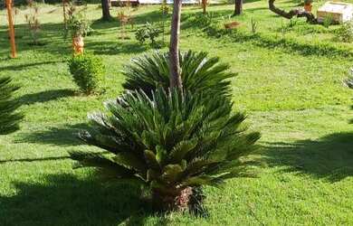 Imagem: A chácara possui 8.000m² de Área e está localizado em Setor