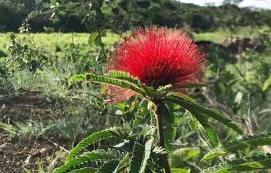 Imagem 8: Sítio 24,7 ha em Unaí/MG - Água Permanente, Casa, Pastos - Aceita Financiamento