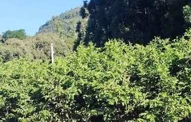 Imagem 3: Sítio / Chácara para Venda em Nova Petrópolis, São José do Caí