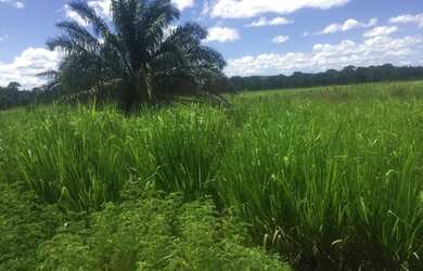 Imagem: A fazenda possui 871.200m² de Área e está localizado em