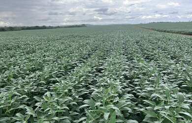 Imagem 2: R$360 Milhões Fazenda de 6.372 ha em Miranorte-TO