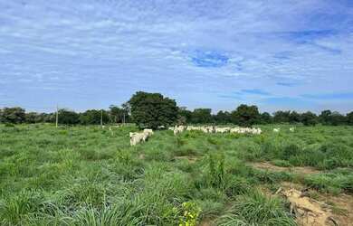Imagem 11: FAZENDA EM BURITIZEIRO MG NA BEIRA DO RIO SÃO FRANCISCO FORMADA E COM...