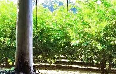 Imagem 5: Sítio / Chácara para Venda em Nova Petrópolis, São José do Caí