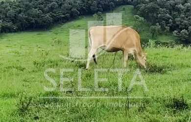 Imagem 10: Sítio em Santa Tereza do Oestes 15 alq Plantio de Soja Produção de 8.000 mil Lt Leite mês