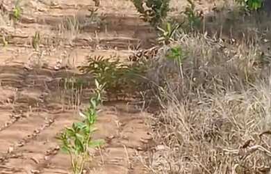 Imagem: O terreno possui 7.000m² de Área e está localizado em Três