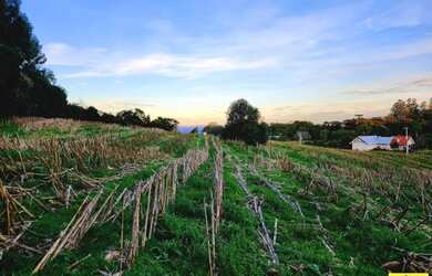 Imagem 3: Terreno para Venda em Nova Petrópolis, Pinhal Alto