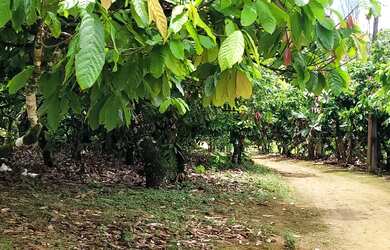 Imagem 6: Vendo maravilhosa fazenda no município de itiuba