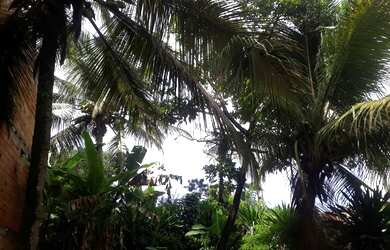 Imagem 1: Alugo para mulheres. 