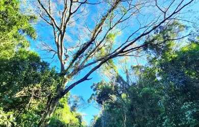 Imagem 8: Sítio / Chácara para Venda em Nova Petrópolis, Pinhal Alto