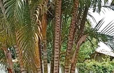 Imagem 6: Terreno na região Vila A com infraestrutura Lazer + casa desmanche em Foz do Iguaçu -PR