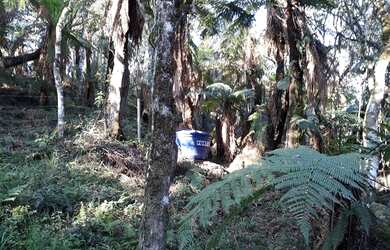 Imagem 12: Fazenda/Sítio/Chácara ÁREA RURAL COM CABANA À VENDA em Urubici