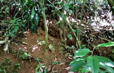 Imagem 10: 20 mil MTS rico em agua 79 mil reais 14 km da rodovia Regis Bittencourt