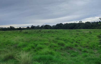 Imagem 2: 50 hectares a 20 km de Castanhal por 400 mil reais no pasto e cercado
