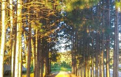 Imagem 6: Granjas para alugar em Juiz de Fora