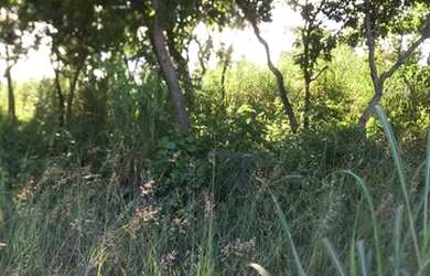 Imagem: O terreno possui 220m² de Área e está localizado em São