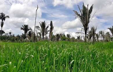 Imagem: A chácara está localizado em Setor 03, Ariquemes à venda