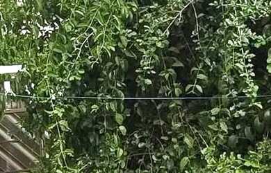 Imagem 4: CASA SÃO RAIMUNDO. 2 Vagas na garageme2 Dormitórios