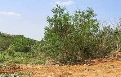 Imagem 7: TERRENO - JARDIM JUREMA - SP