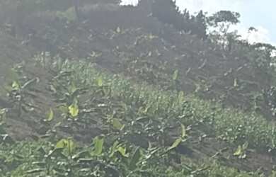 Imagem 11: Vendo Excelente Fazenda Em Gandu