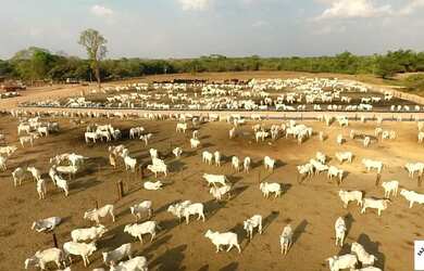 Imagem 3: R$360 Milhões Fazenda de 6.372 ha em Miranorte-TO