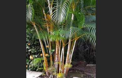 Imagem 14: Lote/Terreno para venda tem 510 metros quadrados em itaporanga - São...