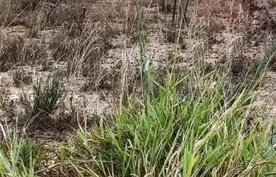 Imagem: O terreno possui 200m² de Área e está localizado em Três