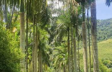 Imagem: A fazenda possui 17m² de Área e está localizado em Papucaia