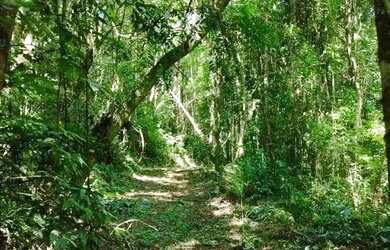 Imagem 7: Sítio / Chácara para Venda em Nova Petrópolis, Linha Olinda