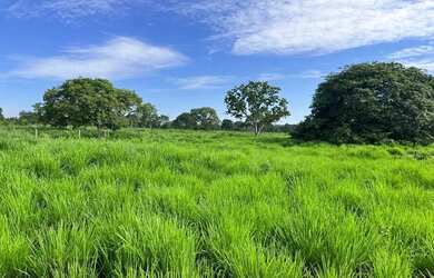 Imagem 6: FAZENDA EM BURITIZEIRO MG NA BEIRA DO RIO SÃO FRANCISCO FORMADA E COM...