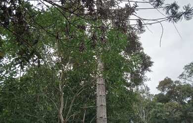 Imagem: O terreno possui 2.000m² de Área e está localizado em Juquitiba