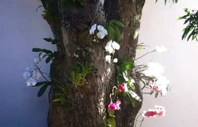 Imagem 15: Linda Casa em Ilhabela. Piscina, Varanda, Área de serviçoe270m² de...