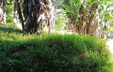 Imagem 3: Torro terreno em Antonina