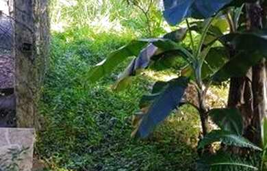 Imagem 4: Torro terreno em Antonina